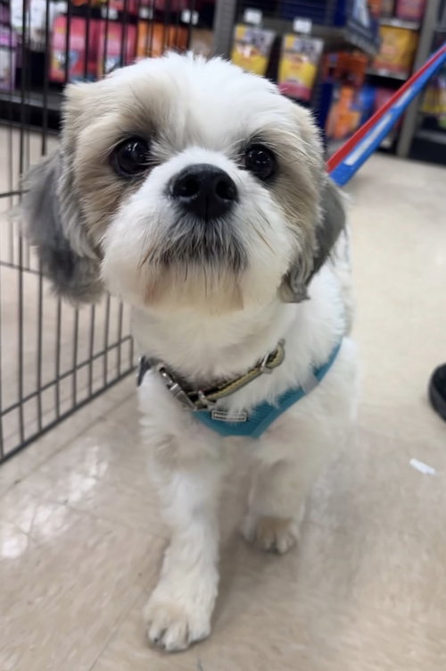 picture of the dog needing adoption