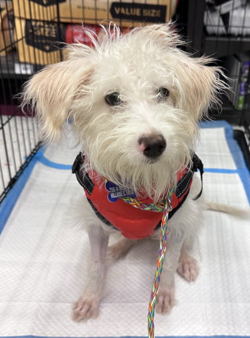 picture of the dog needing adoption