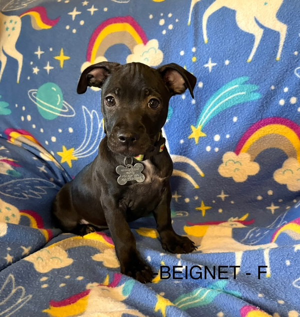 Beignet CA