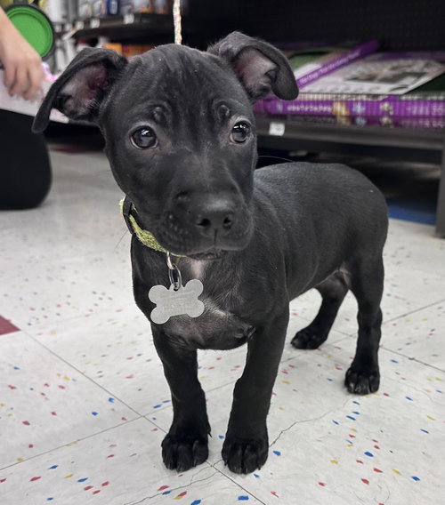 picture of the dog needing adoption