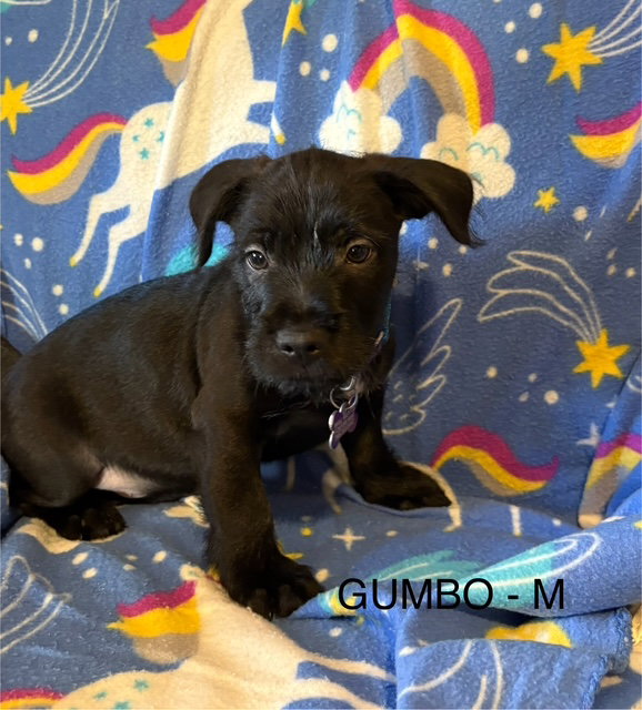 Gumbo CA