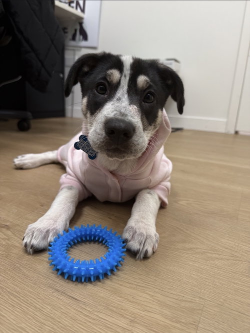 picture of the dog needing adoption
