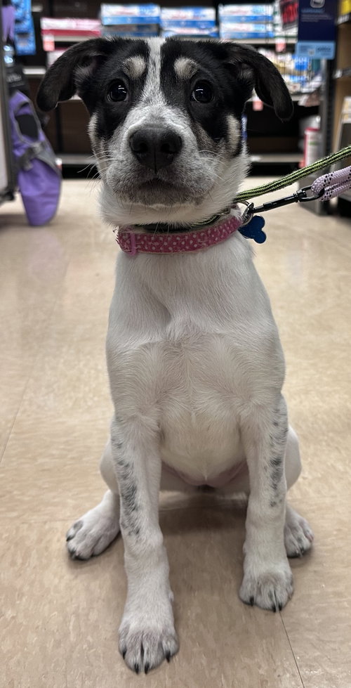picture of the dog needing adoption