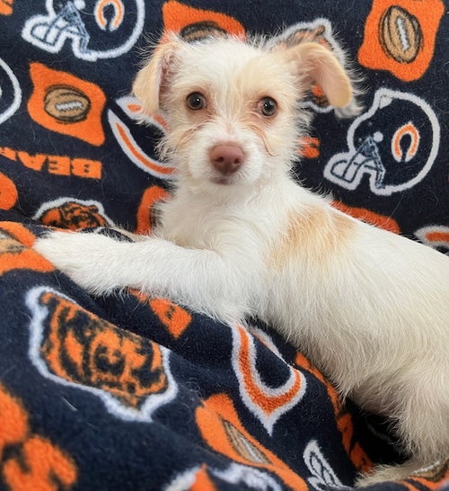 picture of the dog needing adoption