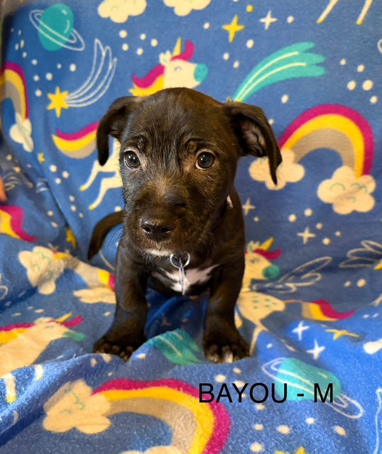 Bayou CA