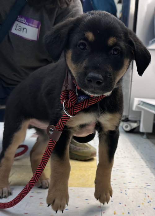 picture of the dog needing adoption