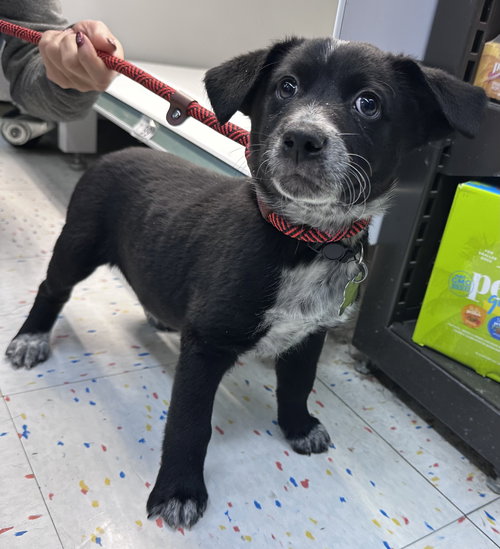 picture of the dog needing adoption