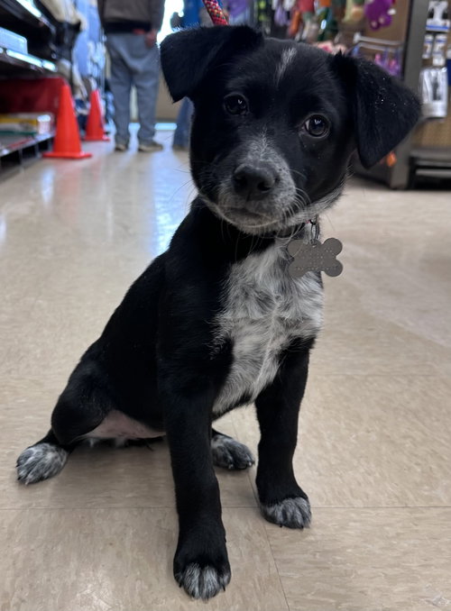 picture of the dog needing adoption