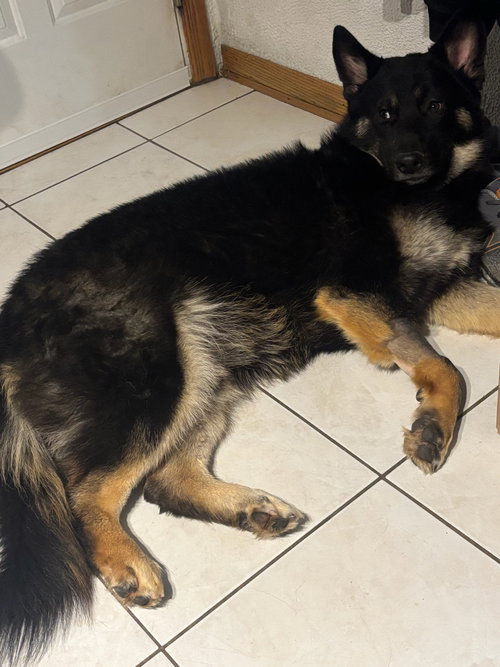picture of the dog needing adoption