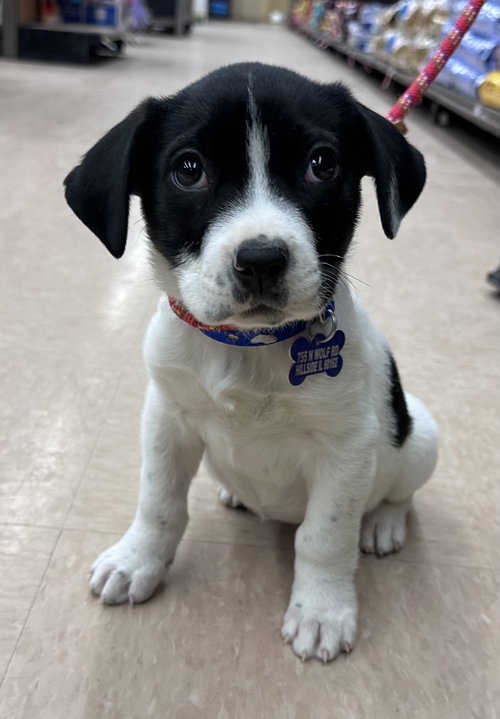 picture of the dog needing adoption