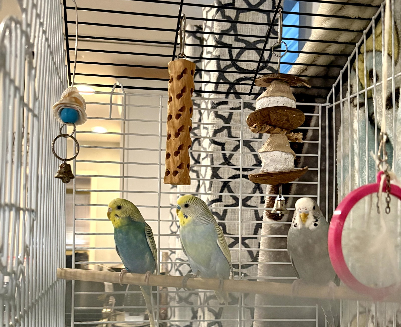 Parakeets - Female 2 Image