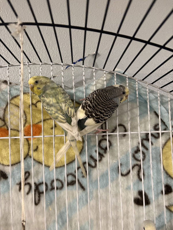 Parakeets - Female 3