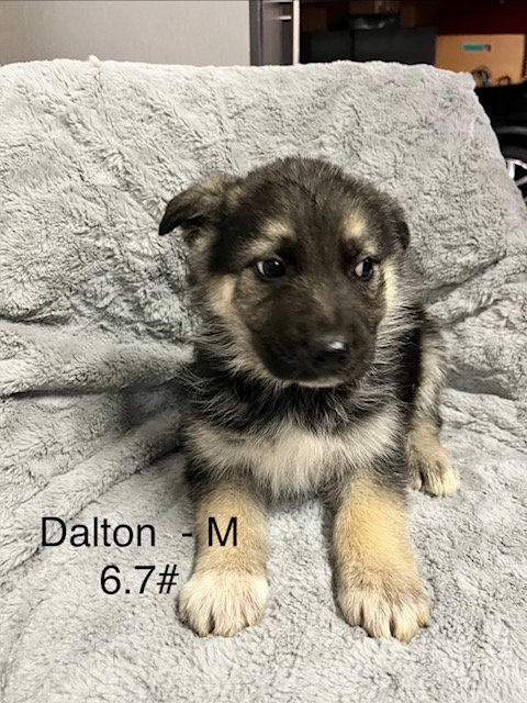 picture of the dog needing adoption