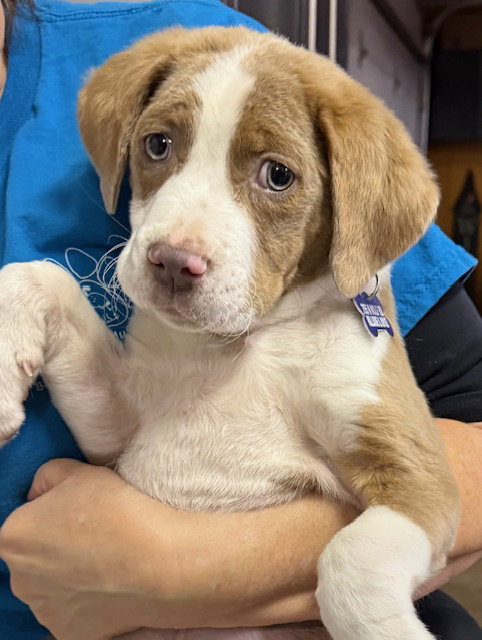 picture of the dog needing adoption