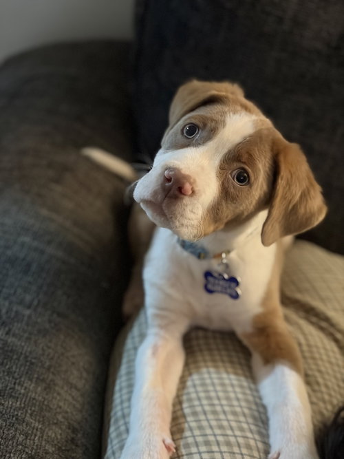 picture of the dog needing adoption