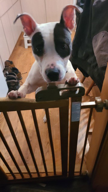 Tink, photo 15
