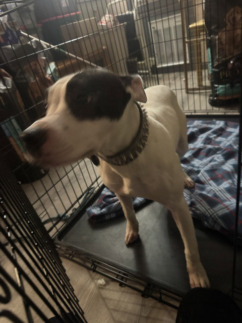 Tinklebell - Foster to Adopt Available!!