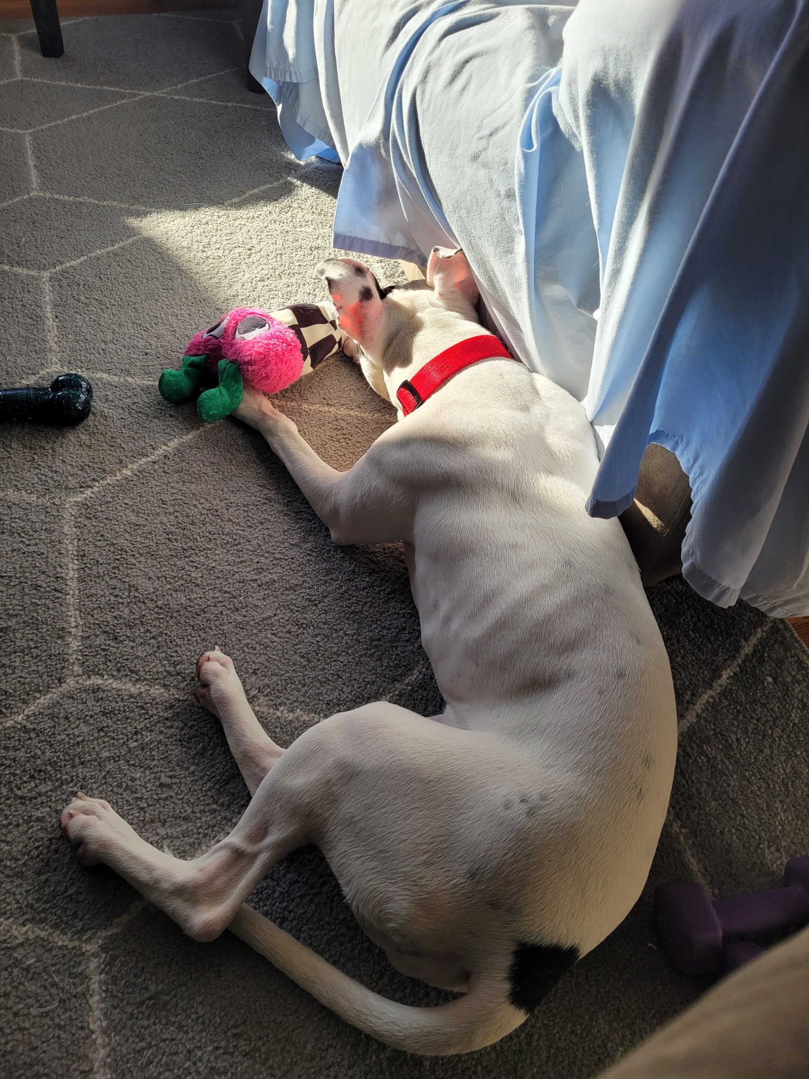 Tink, photo 14