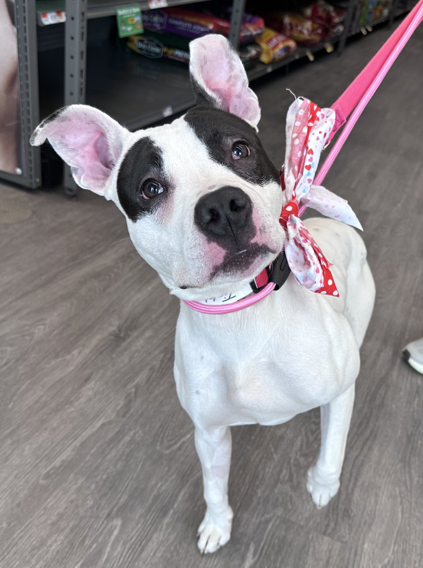 Tinklebell - Foster to Adopt Available!!