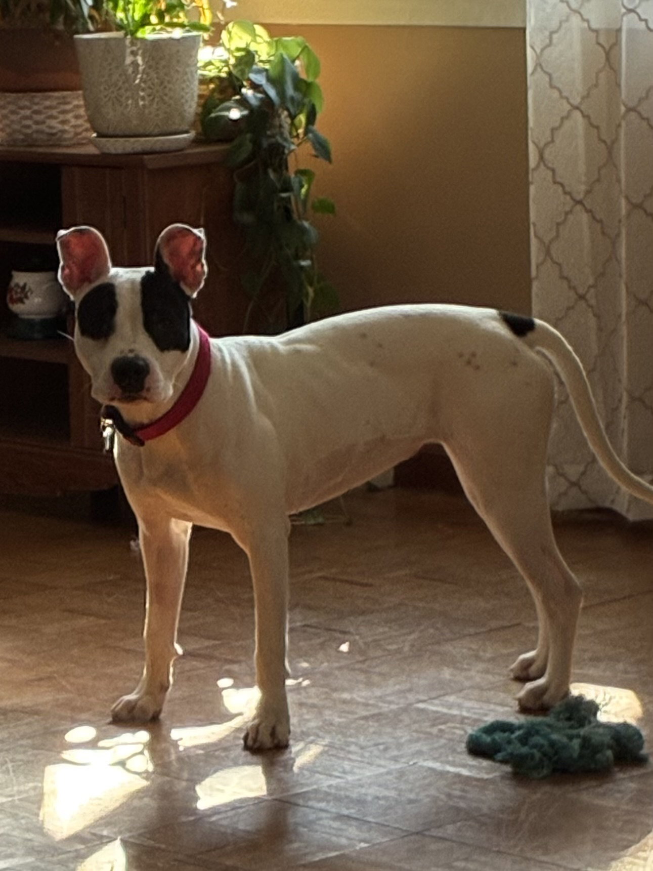 Tink, photo 10