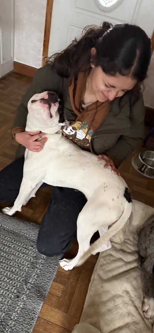 Tinklebell - Foster to Adopt Available!!, an adoptable Terrier in Hillside, IL