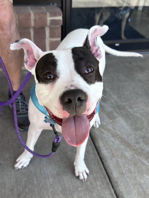 Tink, an adoptable Terrier in Hillside, IL