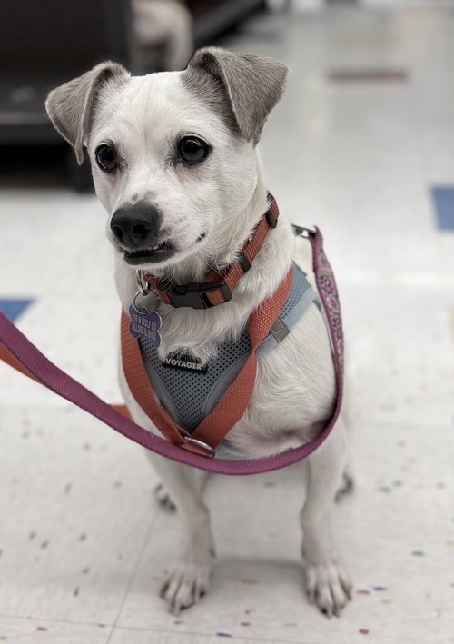 picture of the dog needing adoption