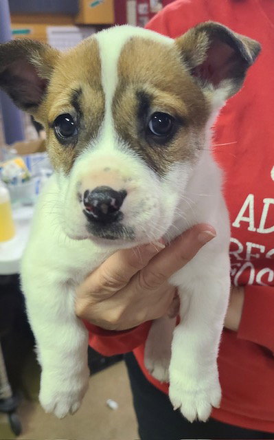 picture of the dog needing adoption