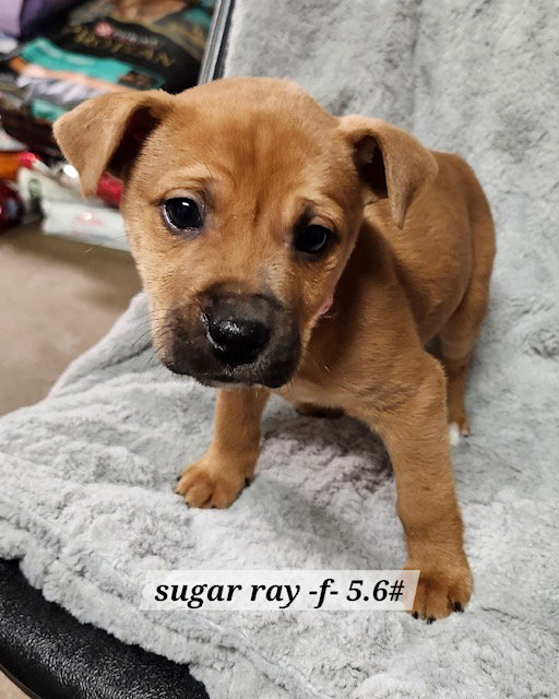 Sugar Ray Image