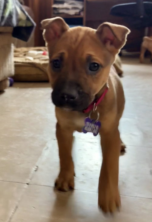 picture of the dog needing adoption