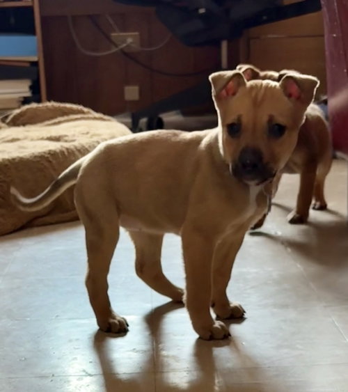 picture of the dog needing adoption