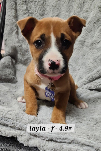 picture of the dog needing adoption