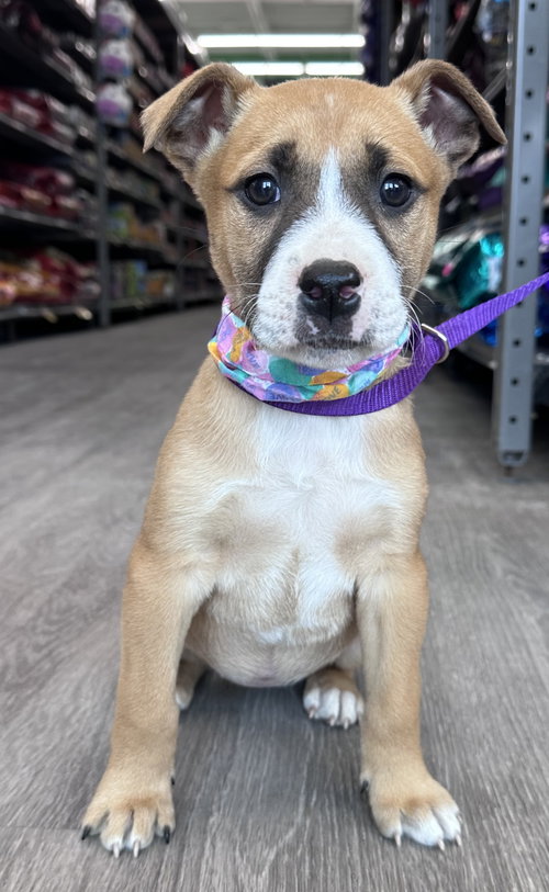picture of the dog needing adoption