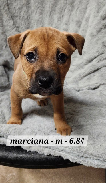Marciano Image