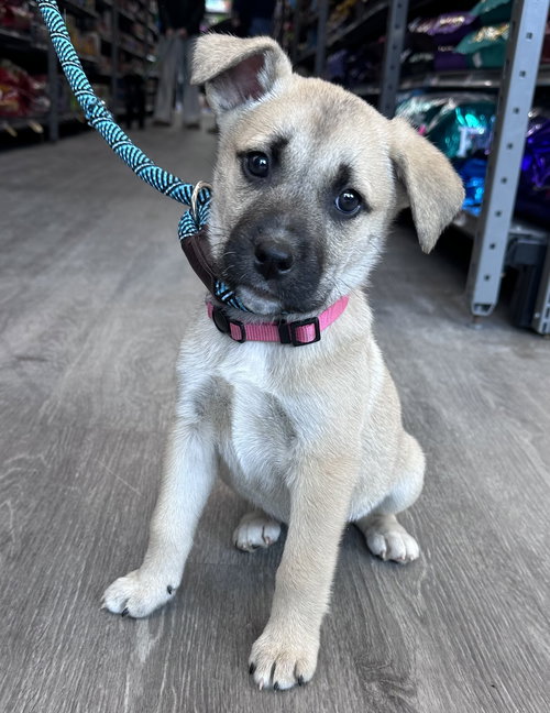 picture of the dog needing adoption