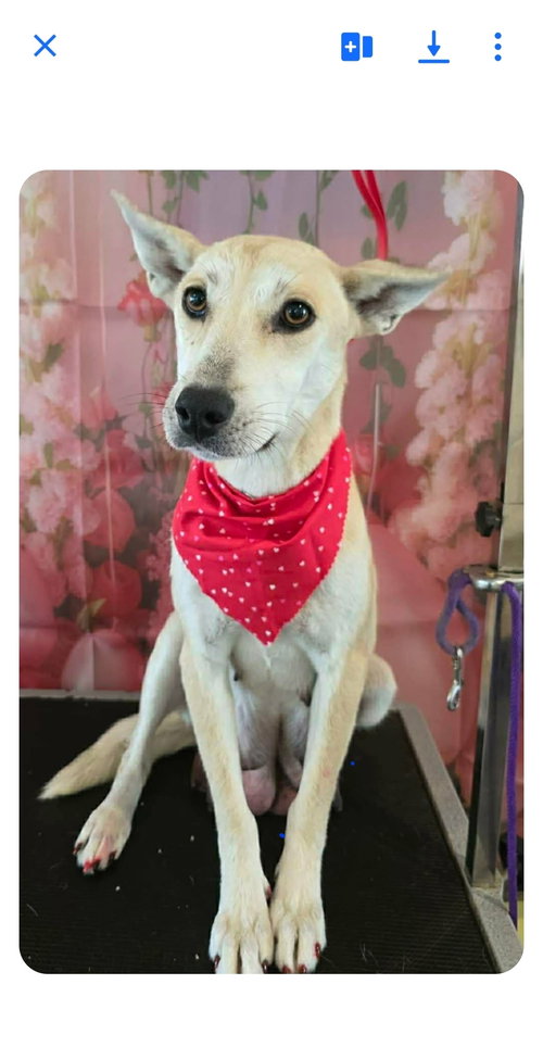 picture of the dog needing adoption
