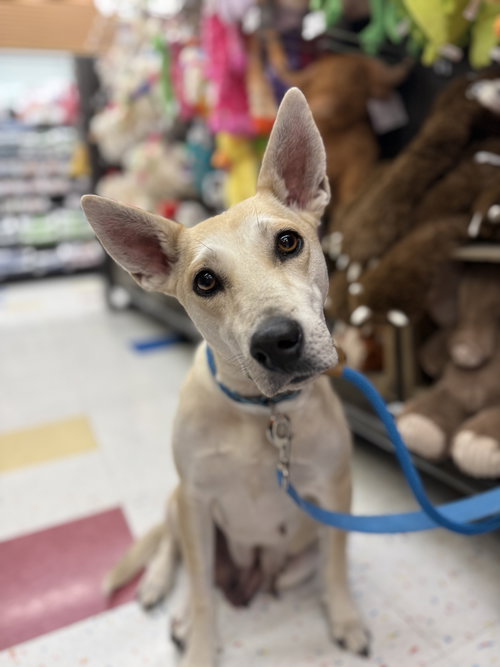 picture of the dog needing adoption