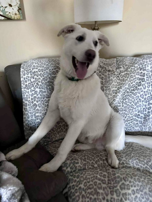 picture of the dog needing adoption