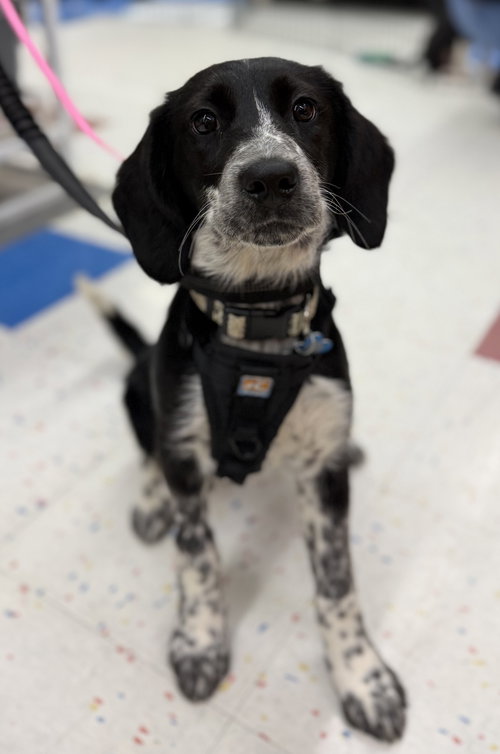 picture of the dog needing adoption