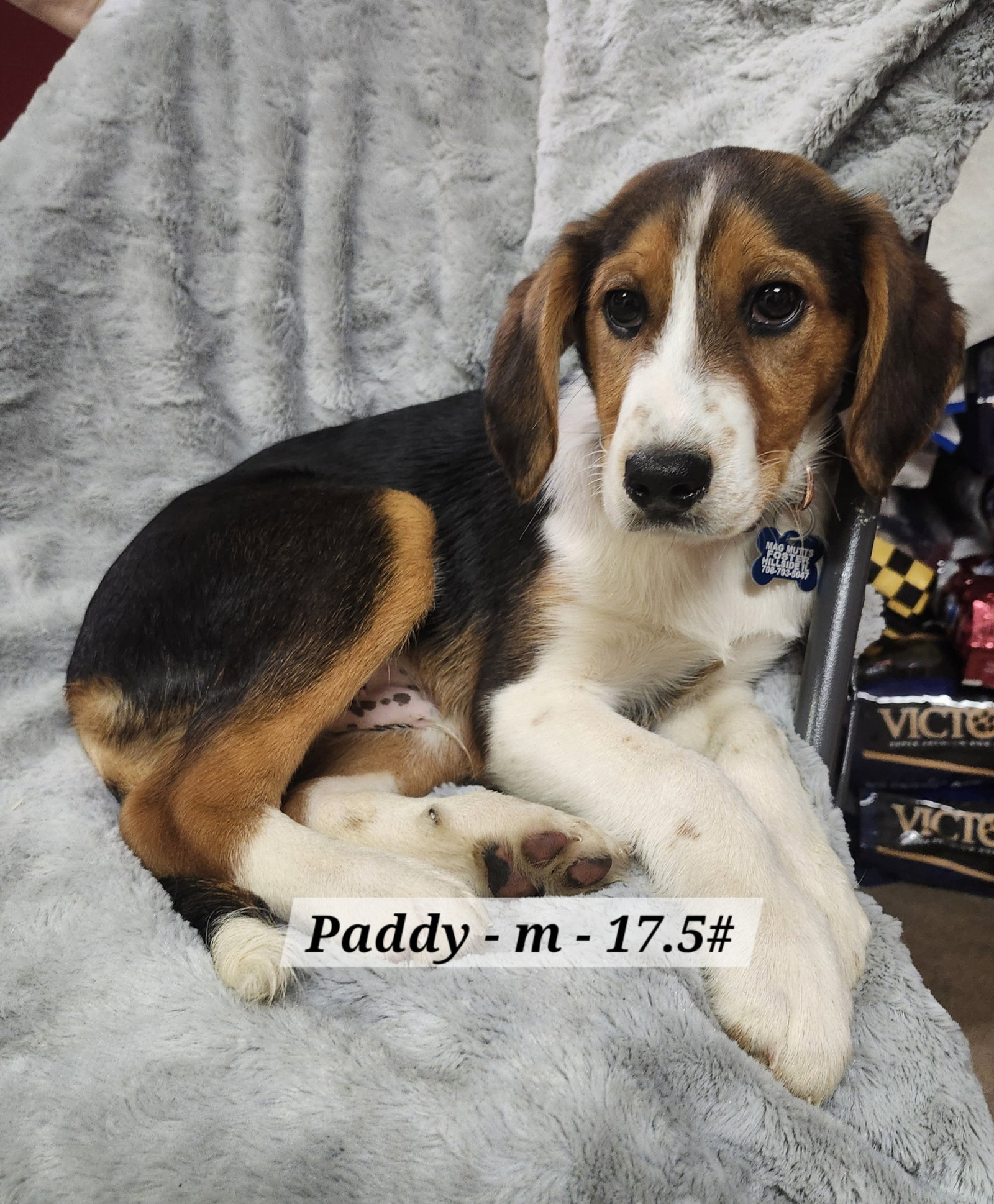 Paddy