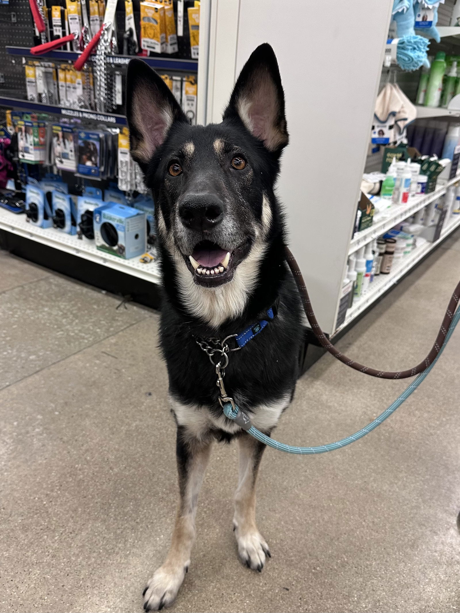 Tyr - Foster To Adopt Available!