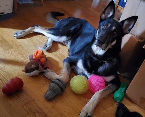 picture of the dog needing adoption
