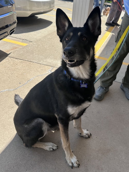 Tyr, an adoptable Shepherd in Hillside, IL