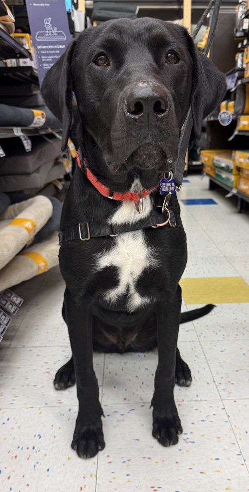 picture of the dog needing adoption