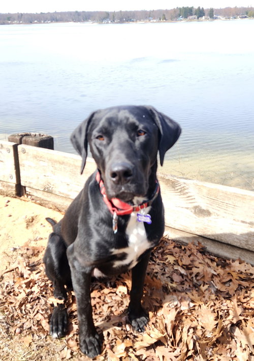 Carl CA, an adoptable Labrador Retriever in Hillside, IL