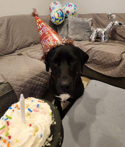 picture of the dog needing adoption