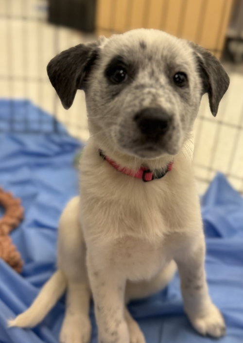 picture of the dog needing adoption