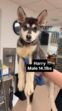 Harry CA
