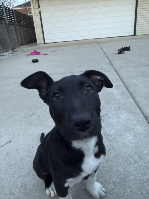 picture of the dog needing adoption
