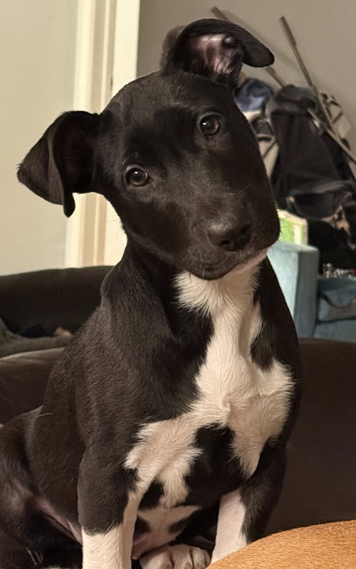 Max CA, an adoptable Terrier in Hillside, IL